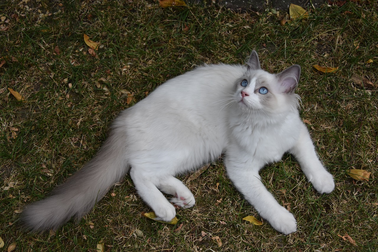 Understanding the Quirky Nature of Ragdoll Cats